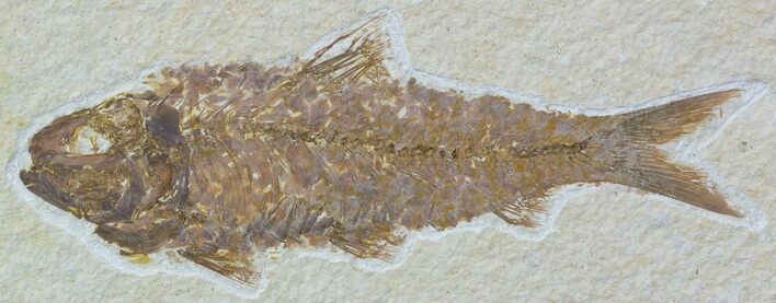 Detailed, Knightia Fossil Fish - Wyoming #54299
